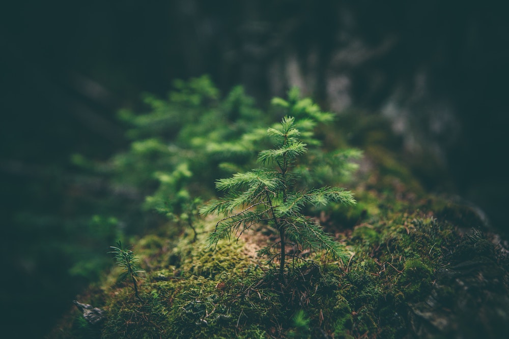 Photo of a growing tree.